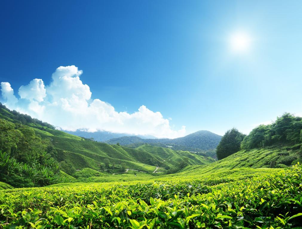 Homestay Cameron Highlands Mikayla Eksteriør billede